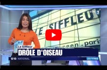 Vidéo